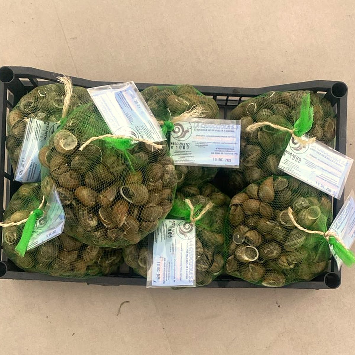 Lumache vive spurgate — Sacchetto da 1 kg
