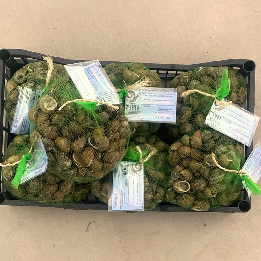 Lumache vive spurgate — Sacchetto da 1 kg
